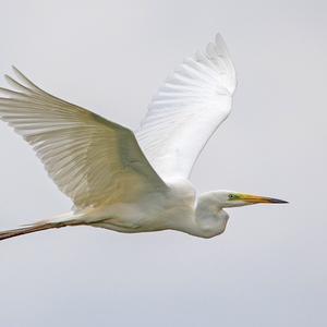 Great Egret