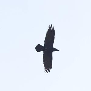 Common Raven