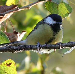 Great Tit