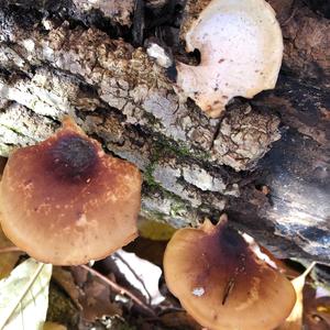 Black-footed Polypore