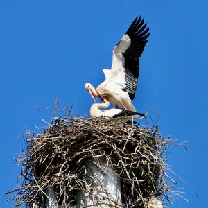 White Stork