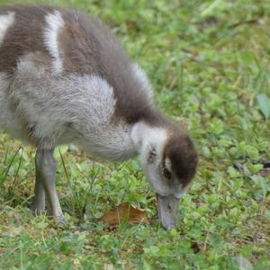 Egyptian Goose