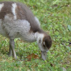 Egyptian Goose