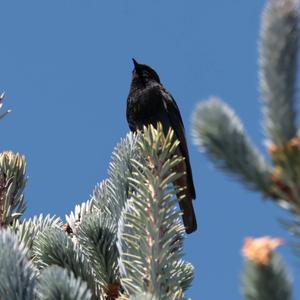 Black Redstart