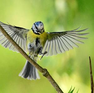 Blue Tit