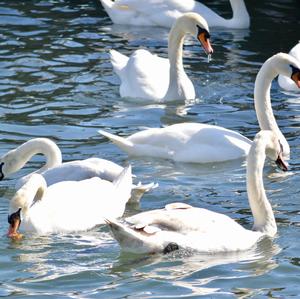 Mute Swan