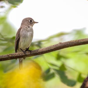 Asian Brown Flycatcher