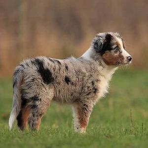 Australian Shepherd