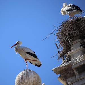 White Stork