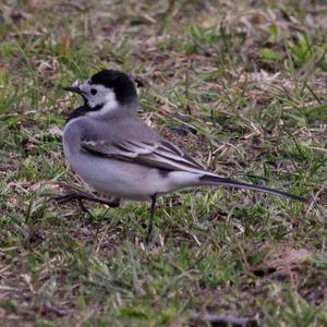 White Wagtail