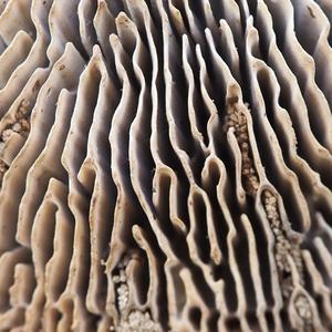 Thick-maze Oak polypore