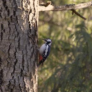 Great Spotted Woodpecker