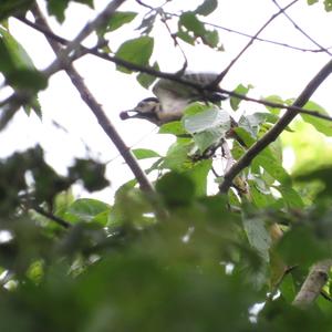 Great Spotted Woodpecker