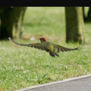 Eurasian Green Woodpecker