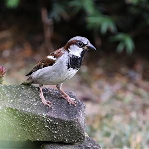 House Sparrow