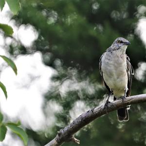 Northern Mockingbird