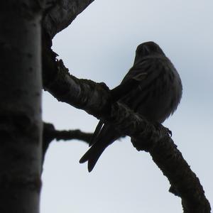 Eurasian Siskin