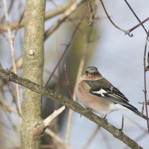 Eurasian Chaffinch