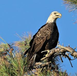 Weißkopfseeadler