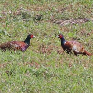 Common Pheasant