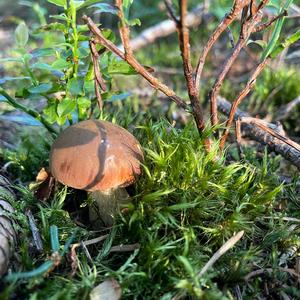 Bay Bolete