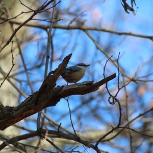 Wood Nuthatch