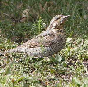 Eurasian Wryneck