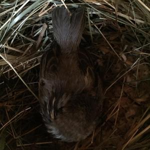 House Sparrow