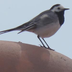 White Wagtail