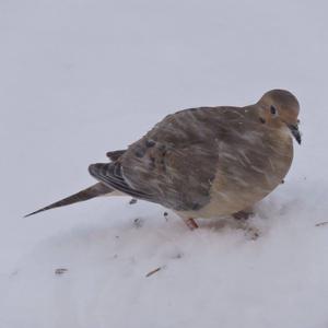 Mourning Dove