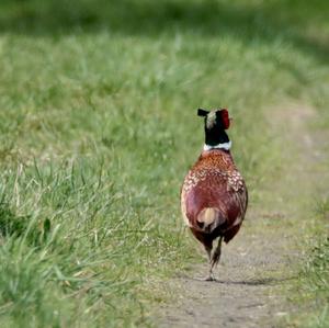 Common Pheasant