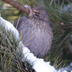 Eurasian Blackbird