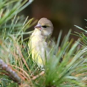 European Greenfinch