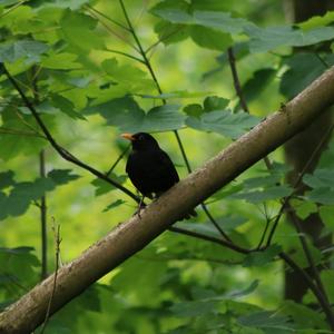 Eurasian Blackbird