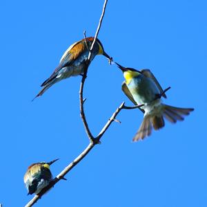 European Bee-eater