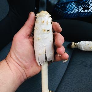 Shaggy Mane