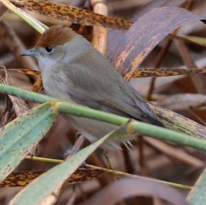 Blackcap