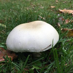 Meadow Agaric