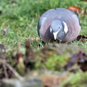 Common Wood-pigeon