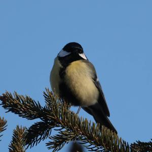 Great Tit