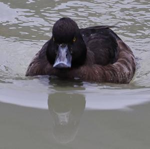 Tufted Duck