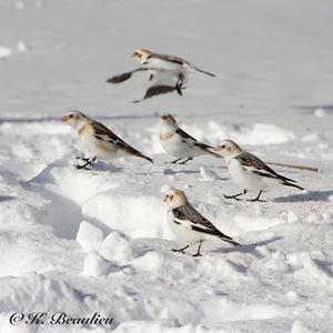 Snow Bunting