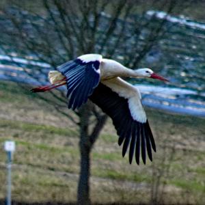 White Stork