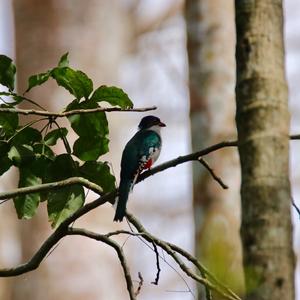 Cuban Trogon