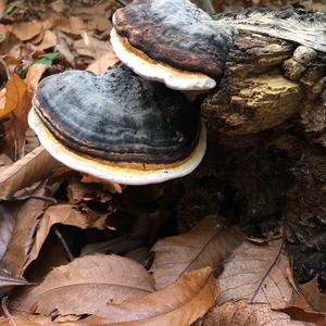 Tinder Polypore