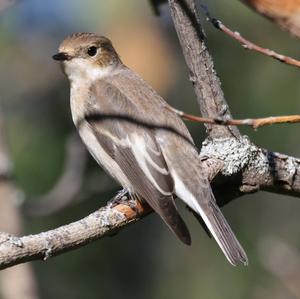 European Pied Flycatcher