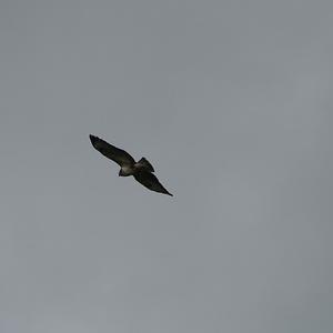 Common Buzzard