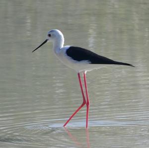 Black-winged Stilt