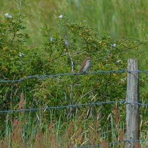 Red-backed Shrike