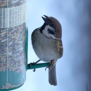 Eurasian Tree Sparrow